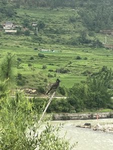 Bird Watching Tour-Bhutan