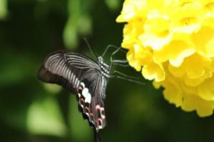 Bumthang Cultural Trek
