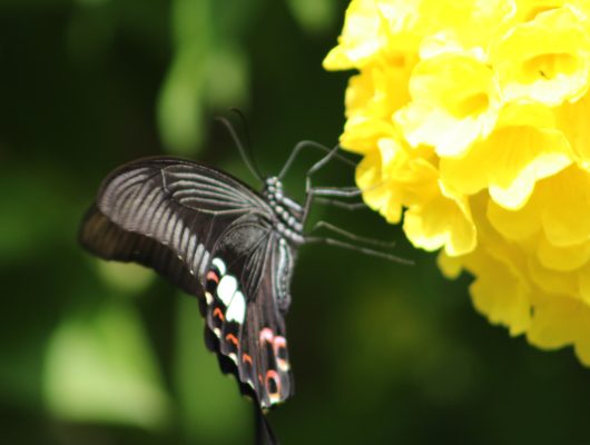 The Butterfly (2)